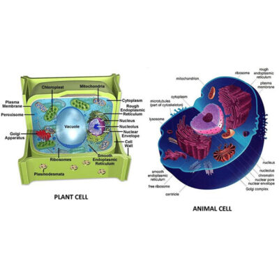 Laboratory Charts | Laminated | Rexine | Educational charts